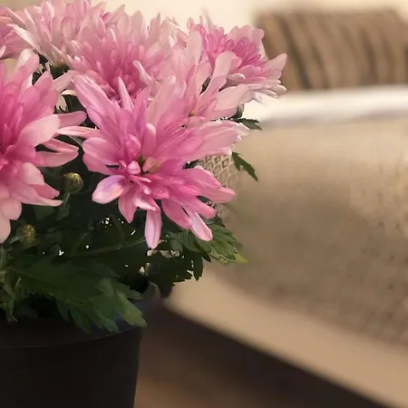 Bed & Breakfast Casa Scheiana Braşov