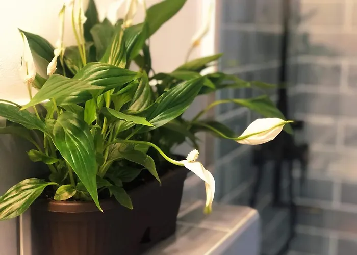 Casa Scheiana Брашов